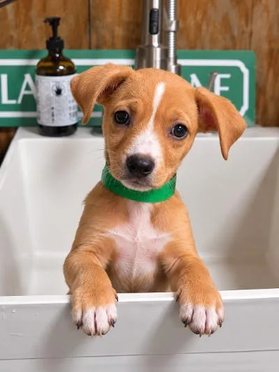 A baby medium-sized female Chihuahua dog named Jewel for adoption in Amity, OR