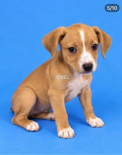 Jewel thumbnail 2