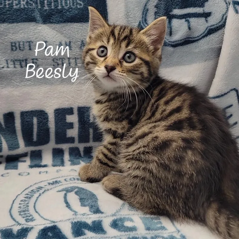Pam Beesly