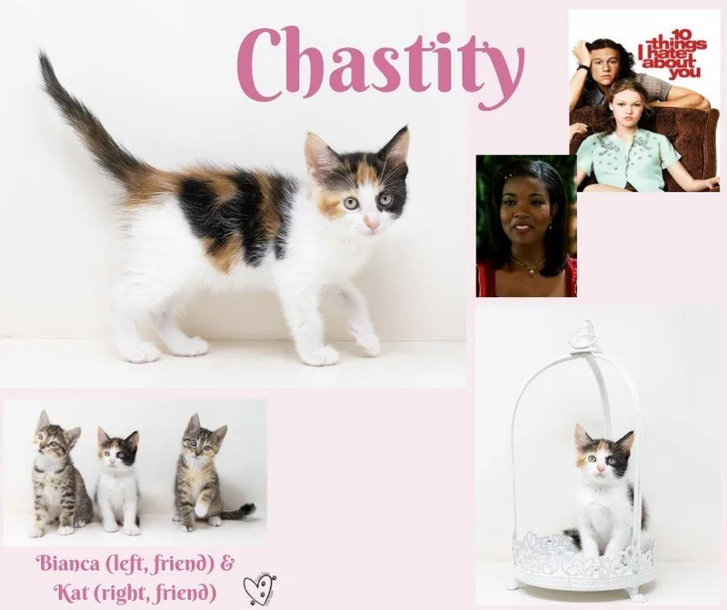 Chastity thumbnail 4