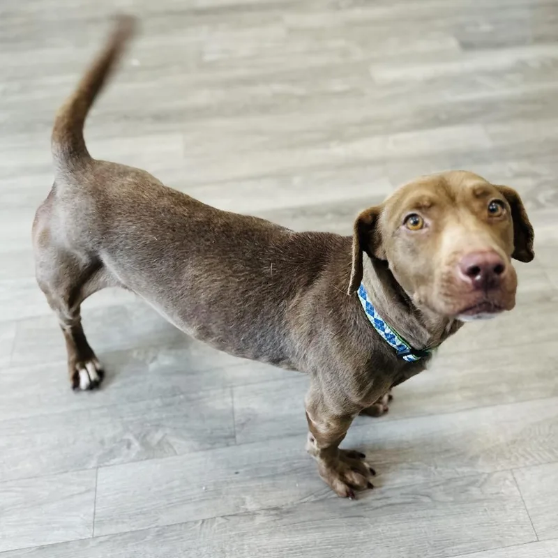 An adult medium-sized female Brown / Chocolate Pit Bull Terrier dog named Luciana for adoption in Chesapeake, VA