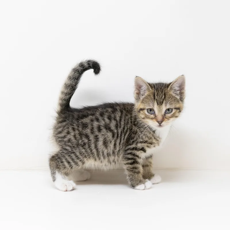 A baby medium-sized female Tabby (Brown / Chocolate) Tabby cat named Willow for adoption in Trophy Club, TX