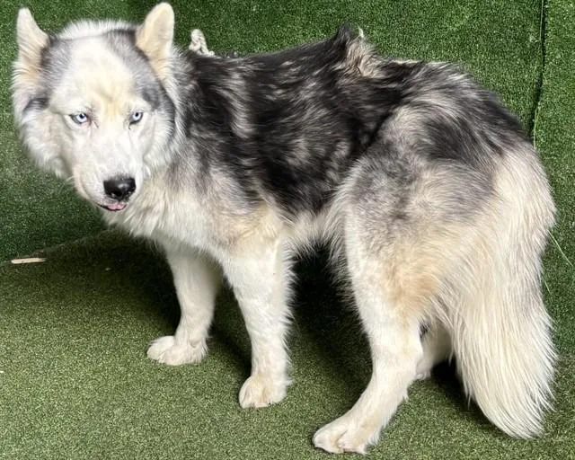 An adult large-sized female Siberian Husky dog named Bailey for adoption in Lancaster, CA