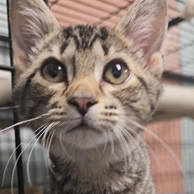 A baby small-sized female Gray / Blue / Silver Domestic Short Hair cat named Tid Bit for adoption in Columbus, NC