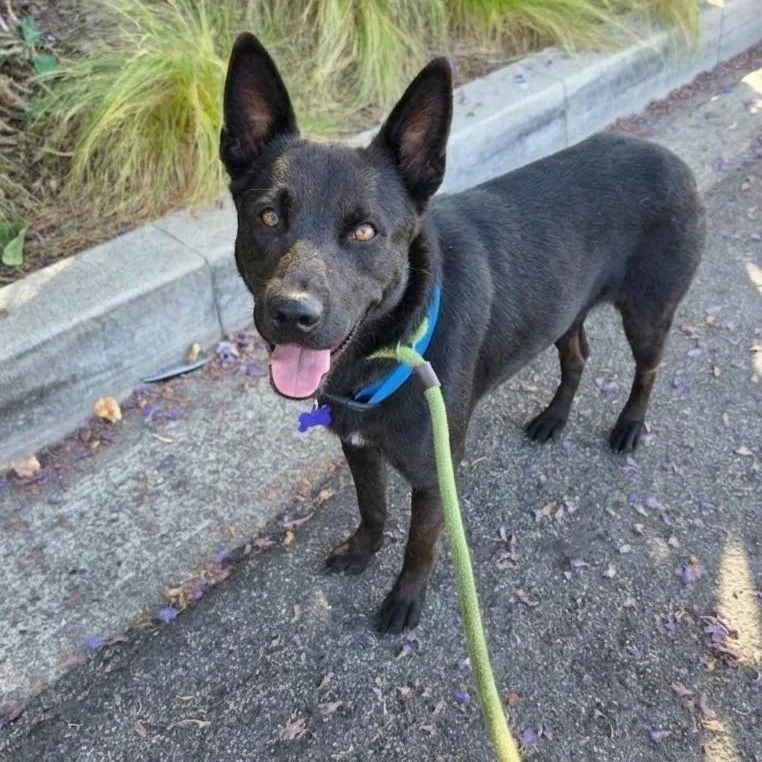 A young medium-sized male Australian Kelpie dog named Dex for adoption in Newport Beach, CA