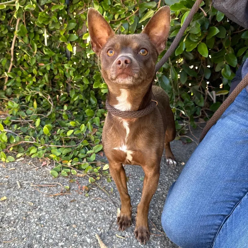 An adult small-sized male Brown / Chocolate Chihuahua dog named Drew for adoption in Santa Barbara, CA