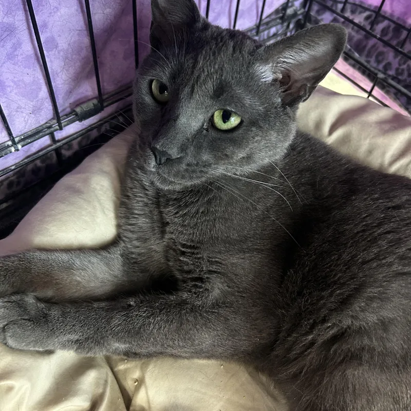 An adult medium-sized male Gray / Blue / Silver Domestic Short Hair cat named Bliston for adoption in Mokena, IL