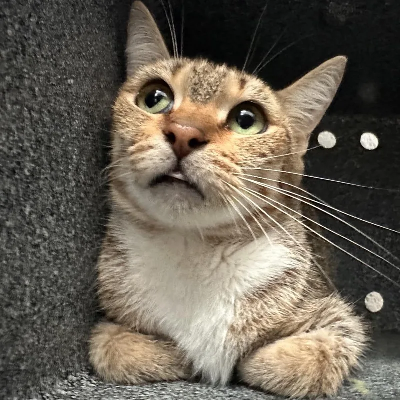 An adult medium-sized female Brown / Chocolate Domestic Short Hair cat named Denim for adoption in Edinburg, TX