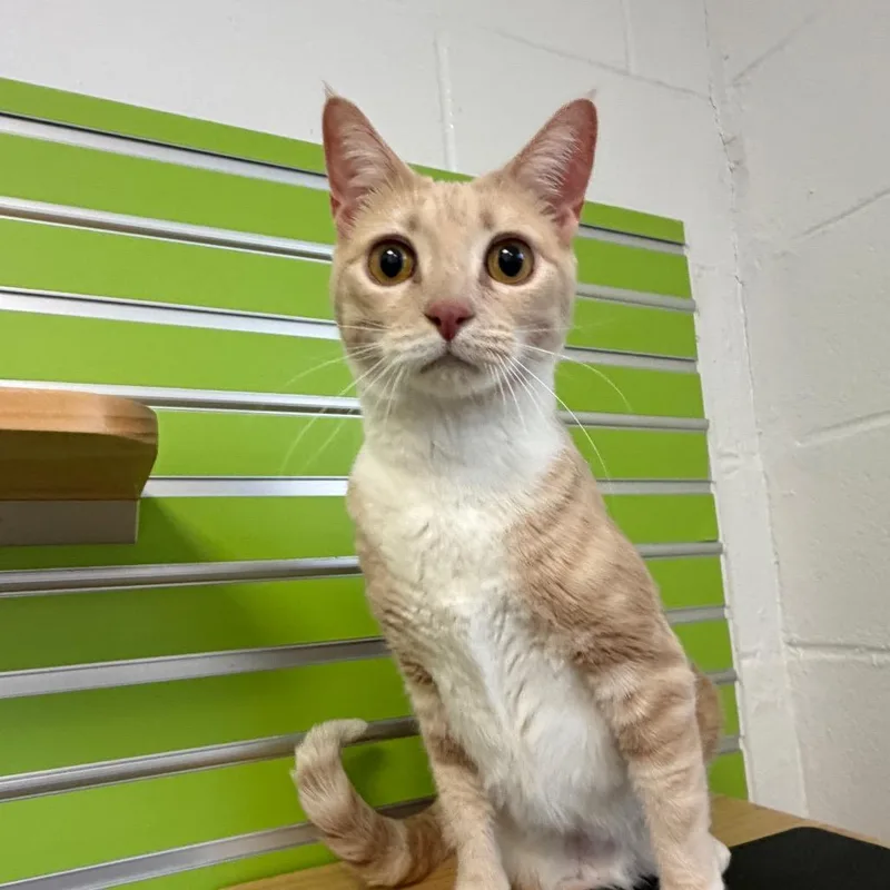 An adult medium-sized female Buff / Tan / Fawn Domestic Short Hair cat named Farrah for adoption in Hampton Bays, NY
