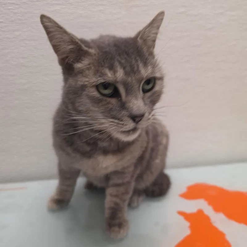An adult medium-sized female Gray / Blue / Silver Domestic Short Hair cat named Stray Hold Mahm for adoption in Albuquerque, NM