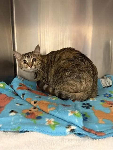 A young medium-sized female Domestic Short Hair cat named Aby for adoption in Castaic, CA