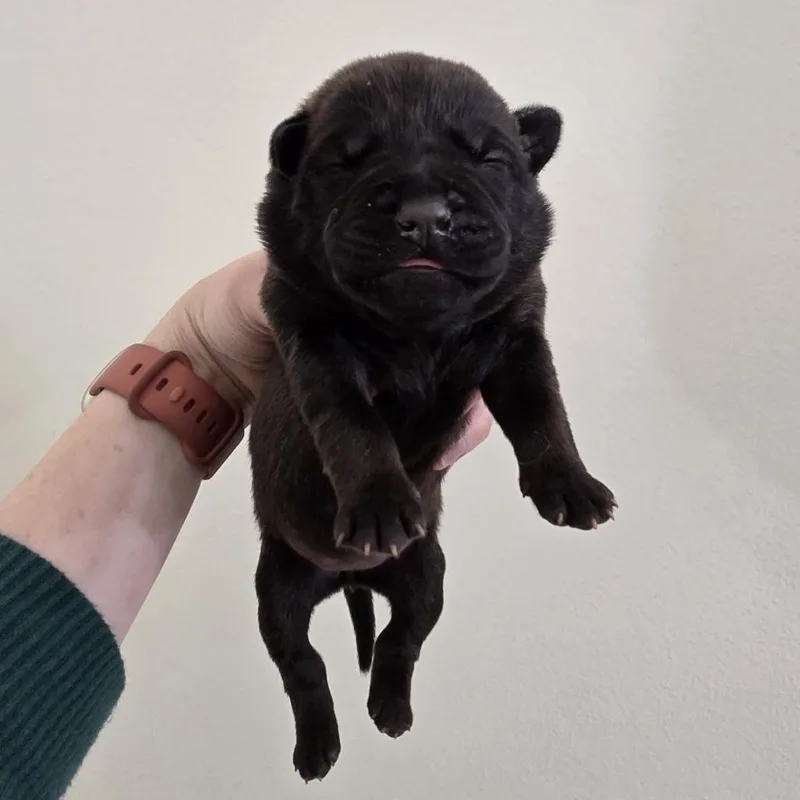 Matzoball thumbnail 3