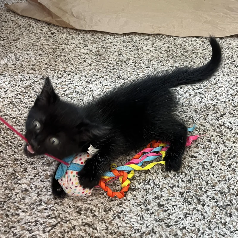 A baby small-sized female Black Domestic Short Hair cat named Meadow for adoption in Grand Rapids, MI