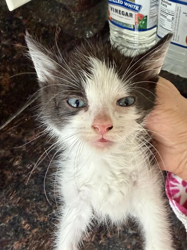 A baby medium-sized male Black & White / Tuxedo Domestic Long Hair cat named Stomach Bonded Pair for adoption in Chicago, IL