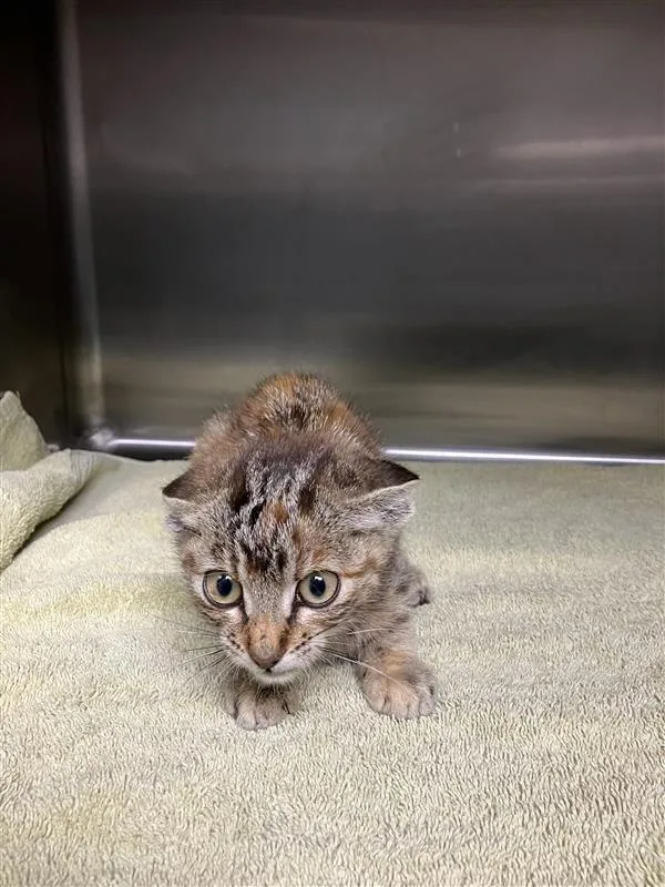A baby small-sized female Domestic Short Hair cat named Aretha for adoption in Hollister, CA