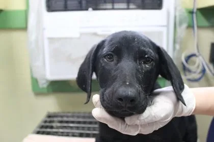 A baby small-sized female Labrador Retriever dog named Astrid for adoption in Picayune, MS