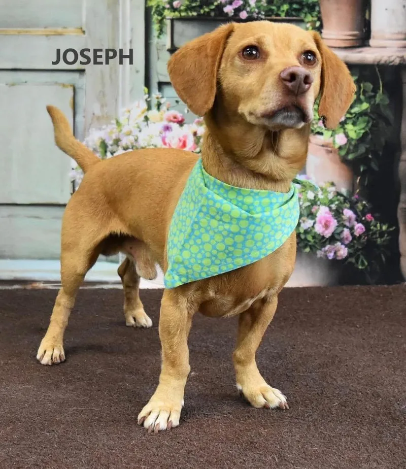 An adult small-sized male Dachshund dog named Joseph for adoption in Gilbert, AZ