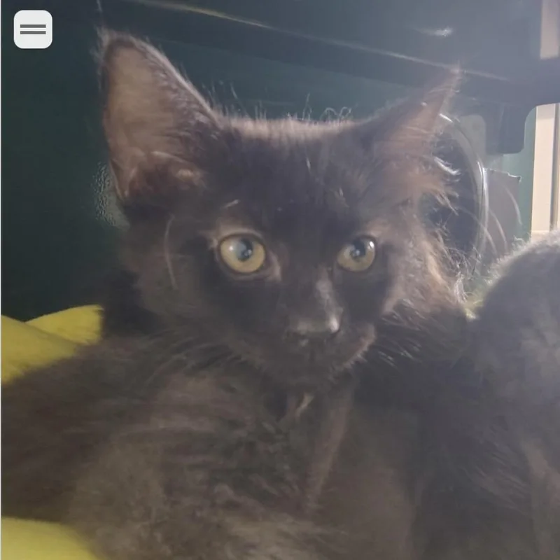 A baby small-sized female Black Domestic Medium Hair cat named Waldo for adoption in Springtown, TX