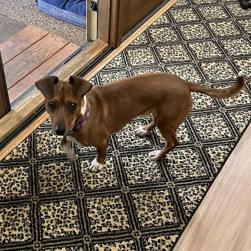 A young small-sized male Jack Russell Terrier dog named Arnie for adoption in Redmond, WA