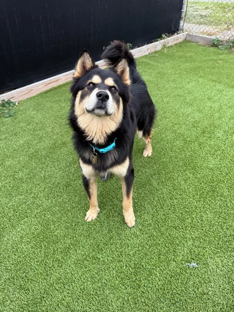 A baby large-sized male German Shepherd Dog dog named Bart for adoption in Detroit, MI