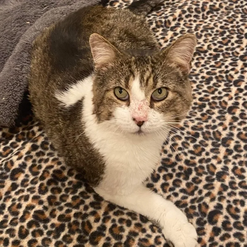 An adult large-sized male Domestic Short Hair cat named Pigpen for adoption in Bensalem, PA