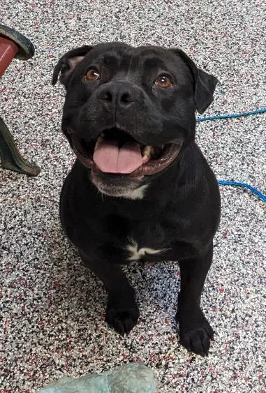 A young medium-sized male Black American Staffordshire Terrier dog named Clyde for adoption in Tiffin, OH