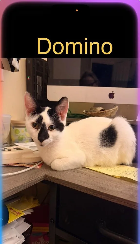 Domino