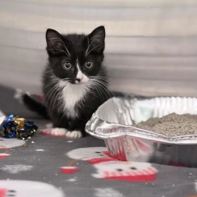 A baby small-sized male Domestic Short Hair cat named Teeny for adoption in Tustin, CA