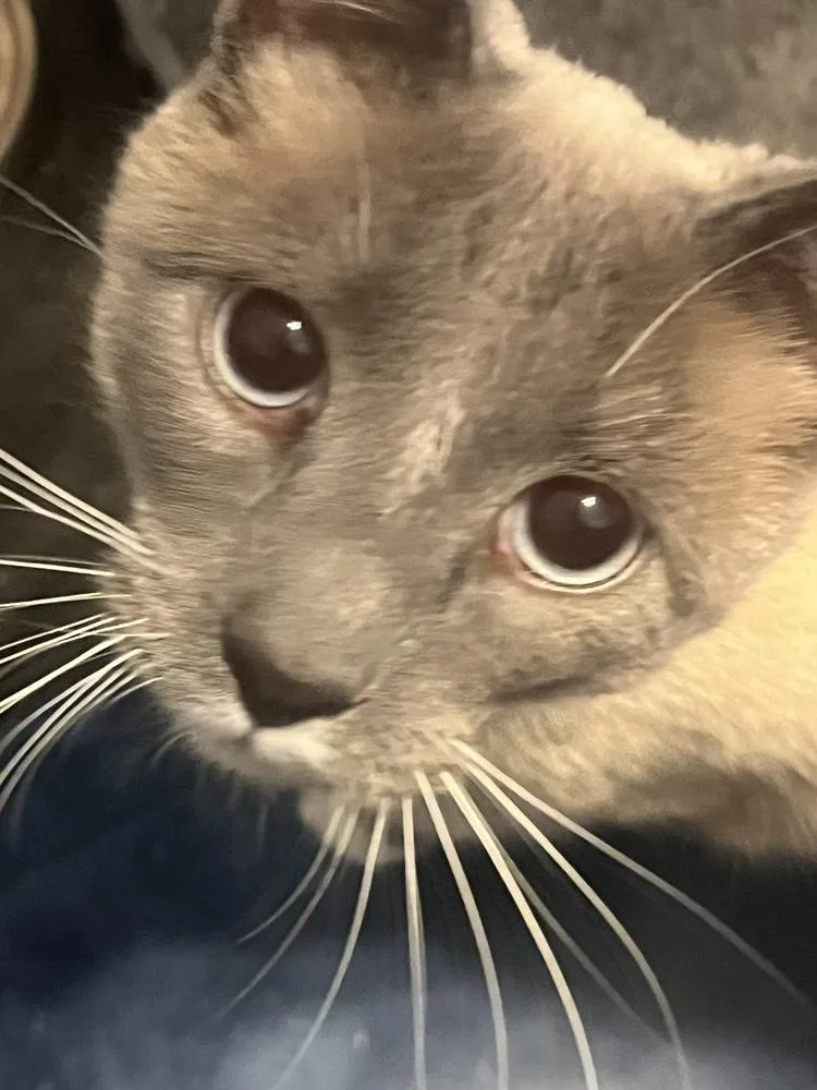 An adult large-sized male Gray & White Domestic Short Hair cat named Grover for adoption in Greensboro, NC