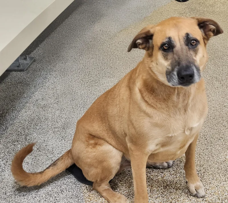 An adult large-sized male German Shepherd Dog dog named Hercules for adoption in Los Angeles, CA