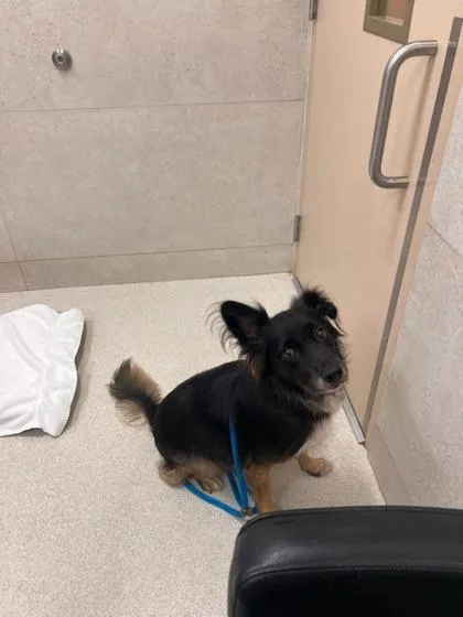 An adult medium-sized male Shepherd dog named Roux for adoption in Honolulu, HI