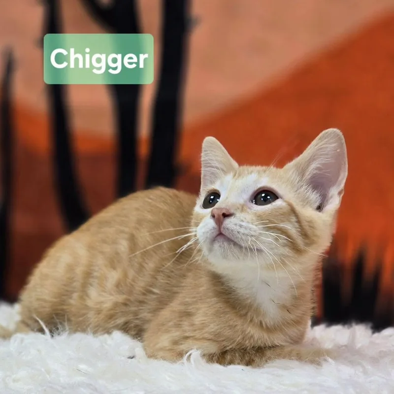 A young medium-sized female Orange / Red Domestic Short Hair cat named Chigger for adoption in Effingham, IL