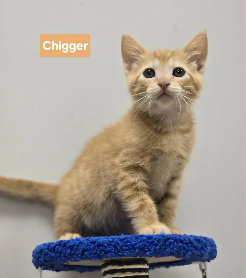 Chigger thumbnail 2