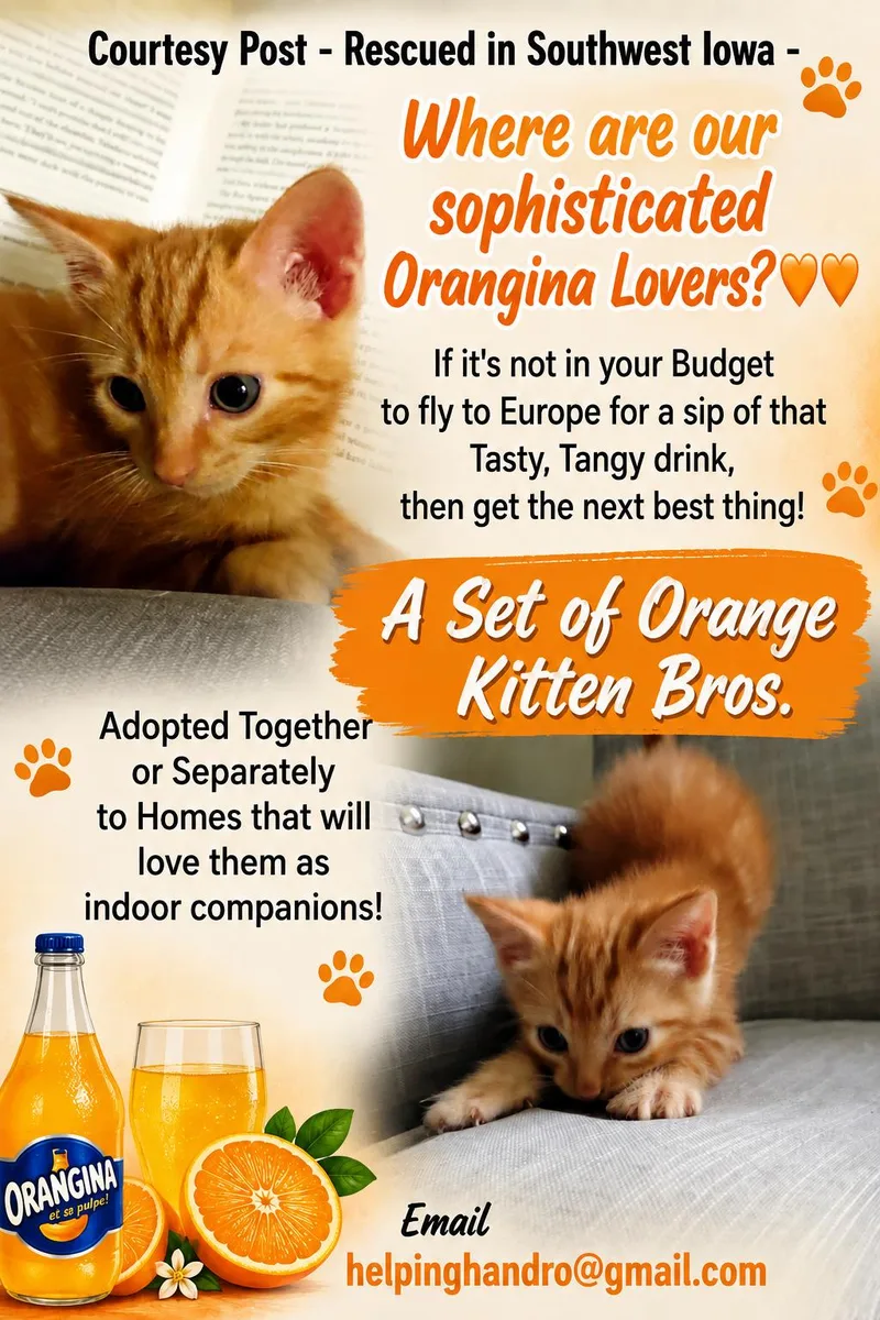 A baby medium-sized male Orange & White Tabby cat named Orange Bros for adoption in Omaha, NE