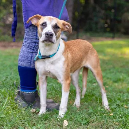 An adult medium-sized female Mixed Breed dog named Cardi B for adoption in Chamblee, GA
