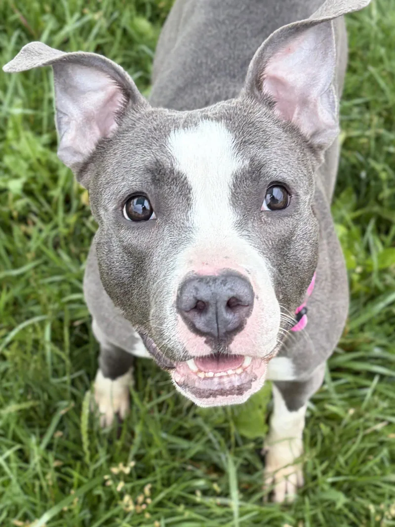 An adult medium-sized female Pit Bull Terrier dog named Lety for adoption in Jefferson, WI