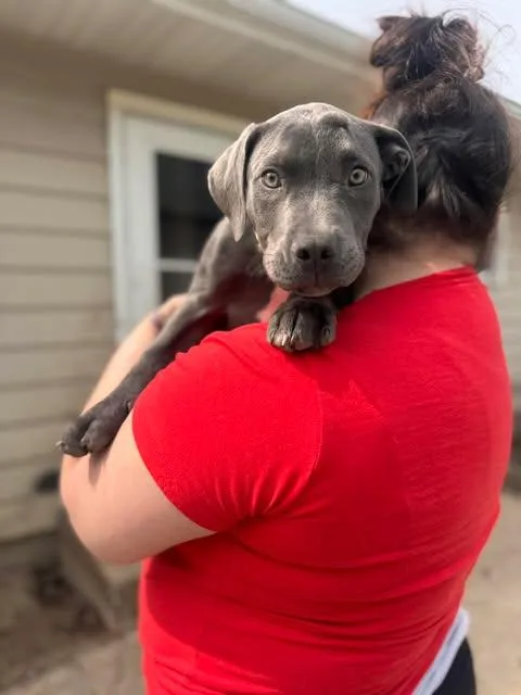 A baby large-sized male Gray / Blue / Silver Mixed Breed dog named Russell for adoption in Kenosha, WI