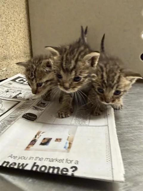 A baby small-sized male Domestic Short Hair cat named Bobby for adoption in Riverside, CA