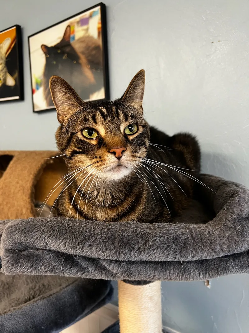 An adult large-sized male Domestic Short Hair cat named Juju for adoption in McDonald, PA