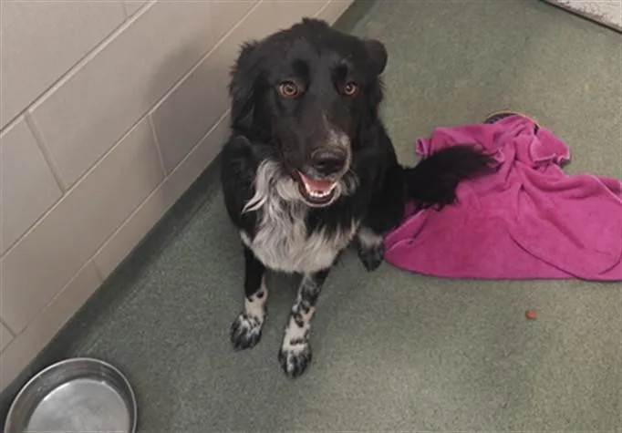 A young large-sized female Mixed Breed dog named Sasha for adoption in Santa Fe, NM