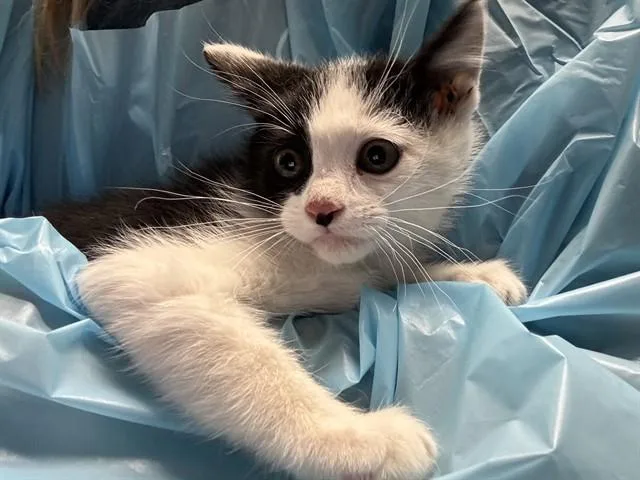A baby small-sized male Domestic Short Hair cat named Magic for adoption in Pueblo, CO
