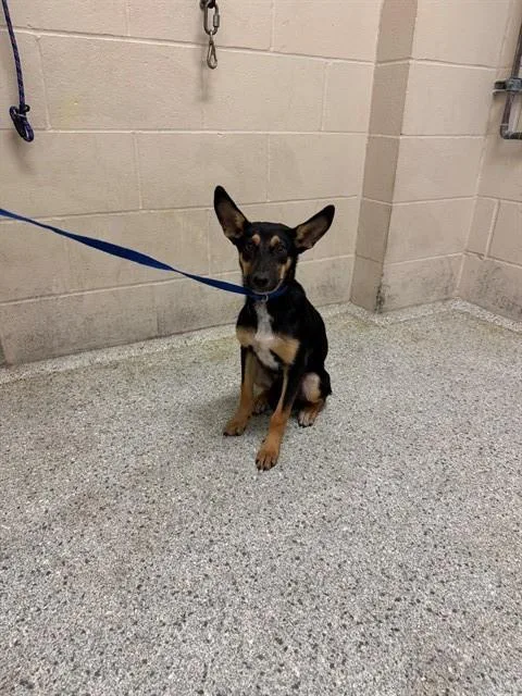 A young small-sized female German Shepherd Dog dog named Phyllis for adoption in Conroe, TX