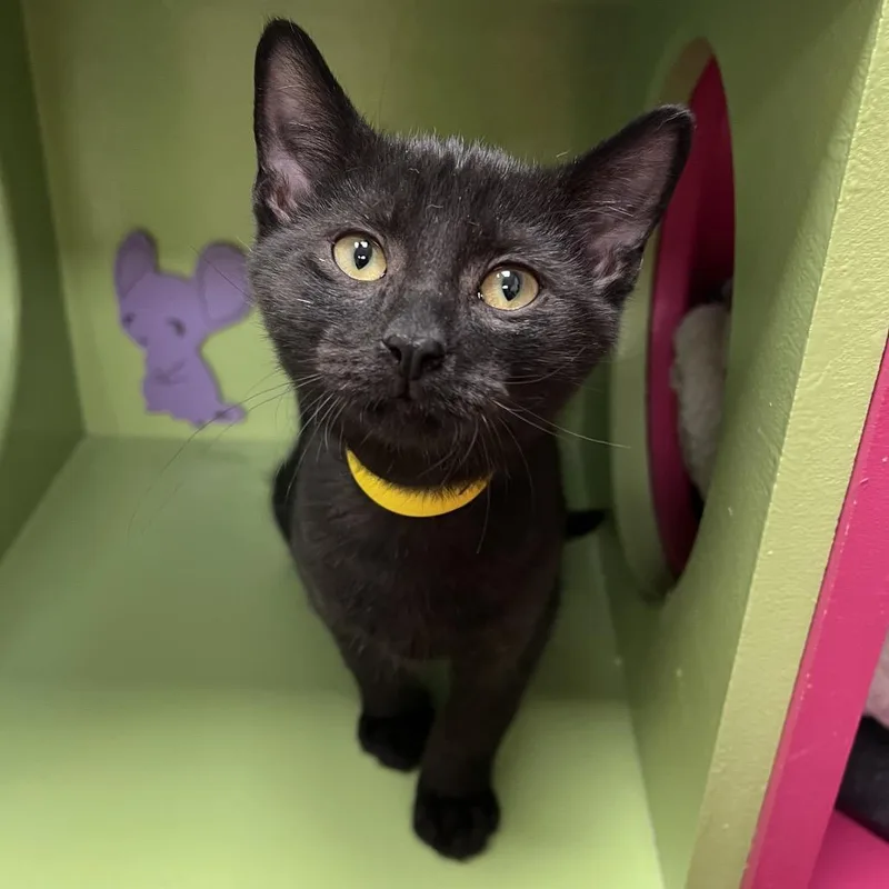 A baby small-sized male Black Domestic Short Hair cat named Clover for adoption in Arlington Heights, IL