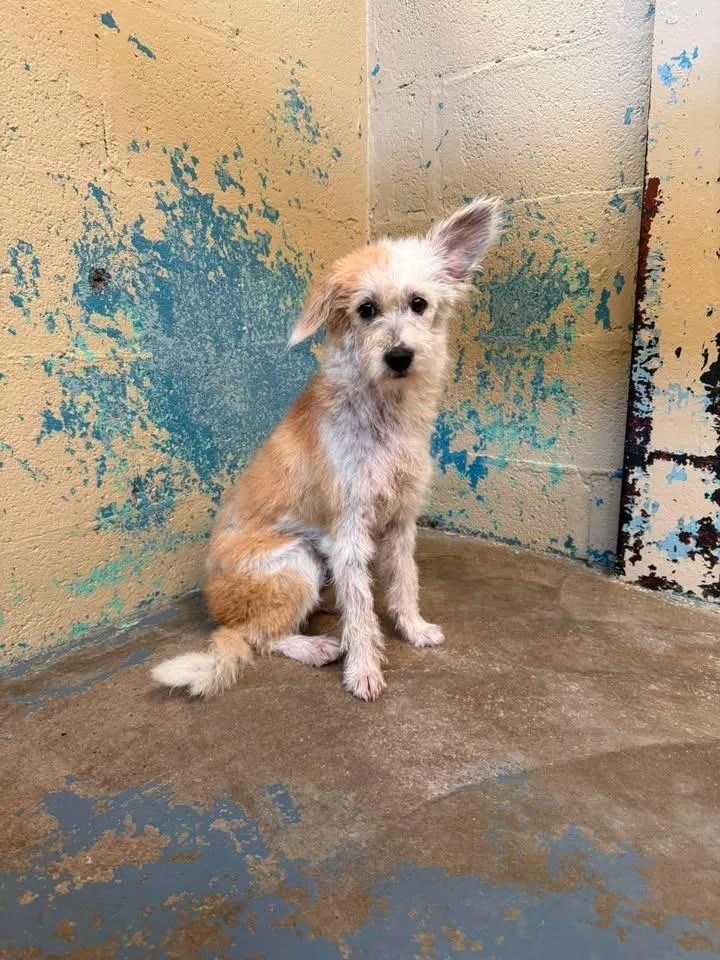A baby small-sized female Terrier dog named Daisy for adoption in Shelbyville, TN