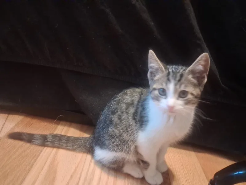 A baby small-sized male Domestic Short Hair cat named Jack for adoption in Walnutport, PA
