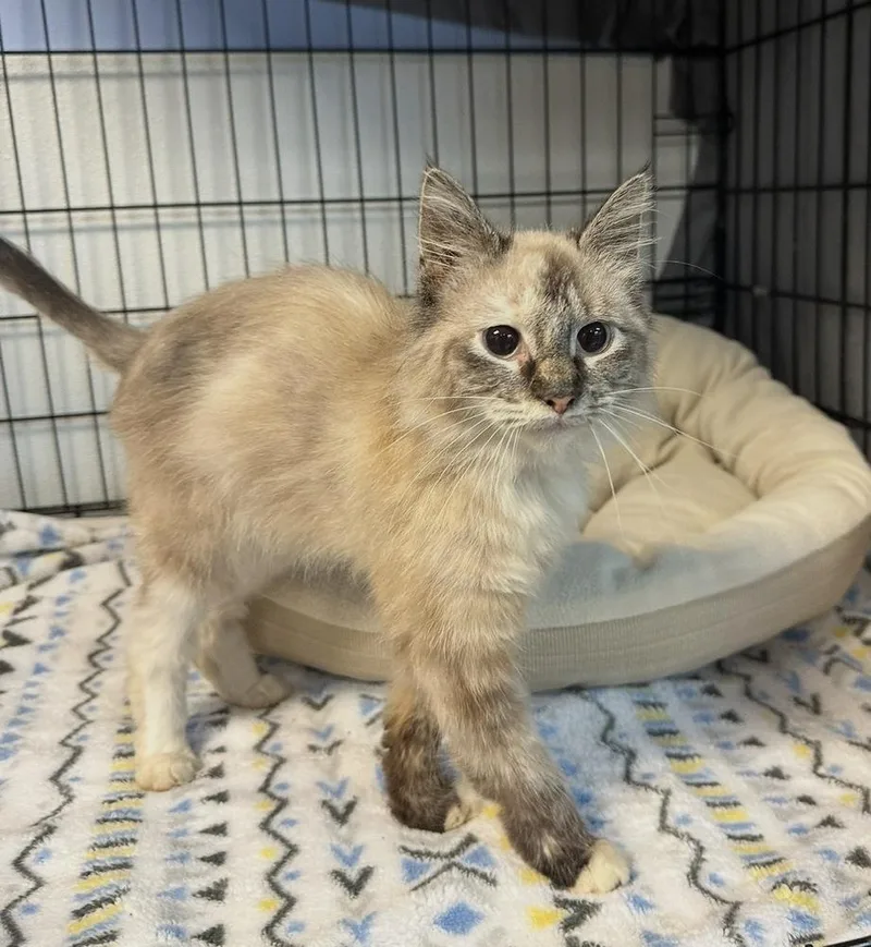A baby medium-sized female Domestic Short Hair cat named Biscotti for adoption in Woodbridge, VA