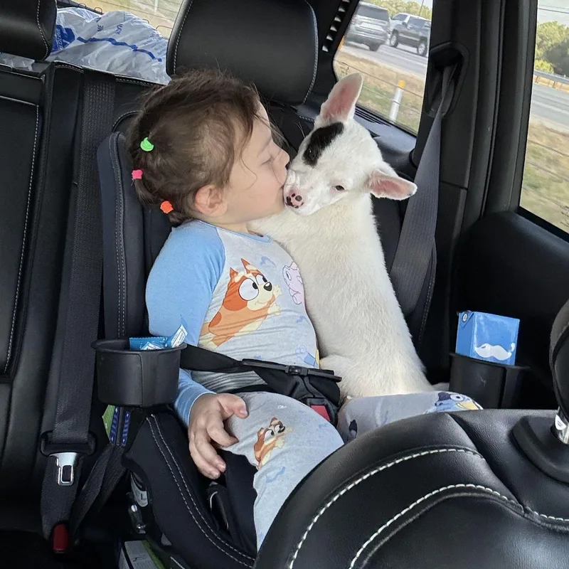 A baby medium-sized female Bull Terrier dog named Spec for adoption in Pflugerville, TX