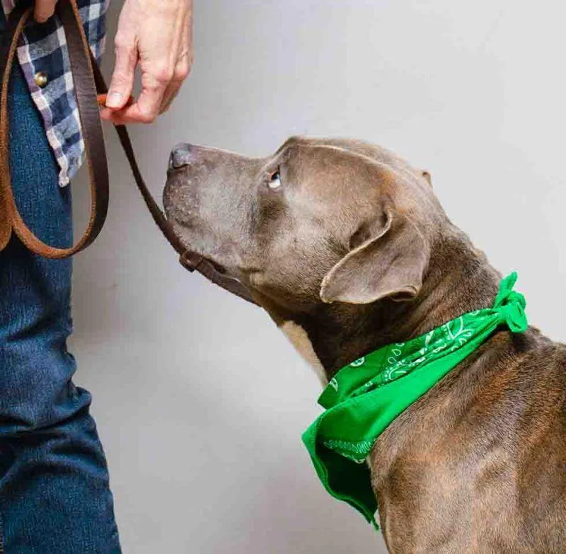 An adult large-sized male Gray / Blue / Silver Terrier dog named Cadbury for adoption in Sanford, FL