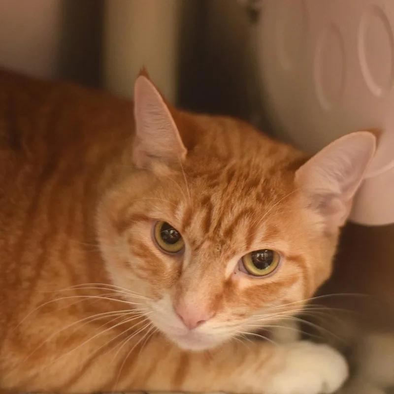 An adult large-sized male Orange / Red Domestic Short Hair cat named Dylan for adoption in Belleville, IL