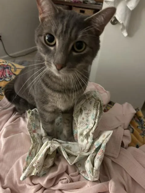 An adult medium-sized male Gray / Blue / Silver Domestic Short Hair cat named Beckham for adoption in Mount Pleasant, SC